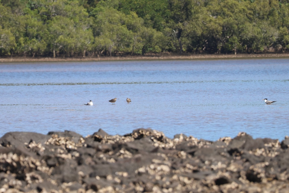 Eurasian Whimbrel - ML646820126