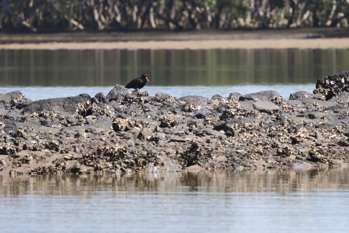 Sooty Oystercatcher - ML646820129