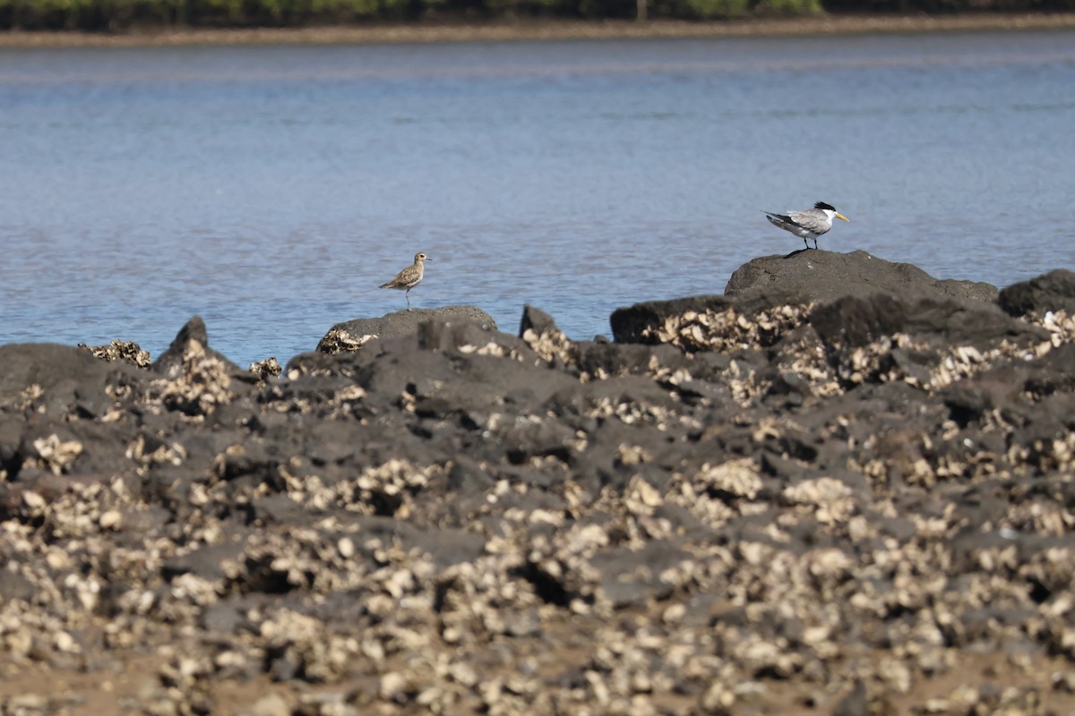 Pacific Golden-Plover - ML646820130