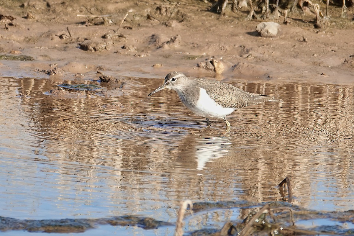 Перевозчик - ML646820132