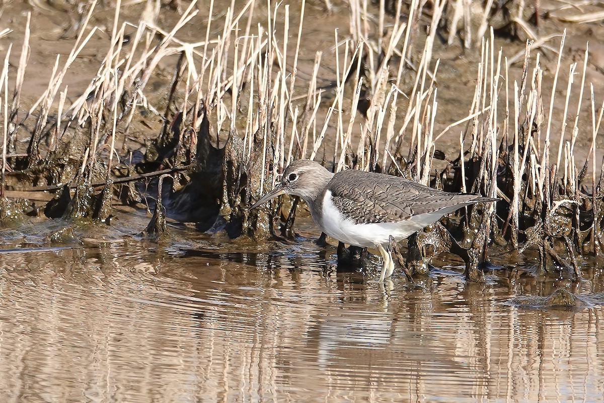 Перевозчик - ML646820133