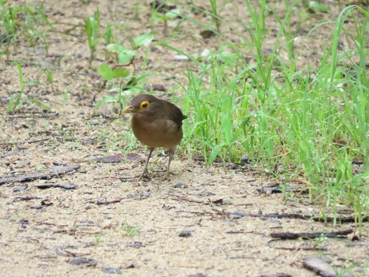 Spectacled Thrush - ML646820134