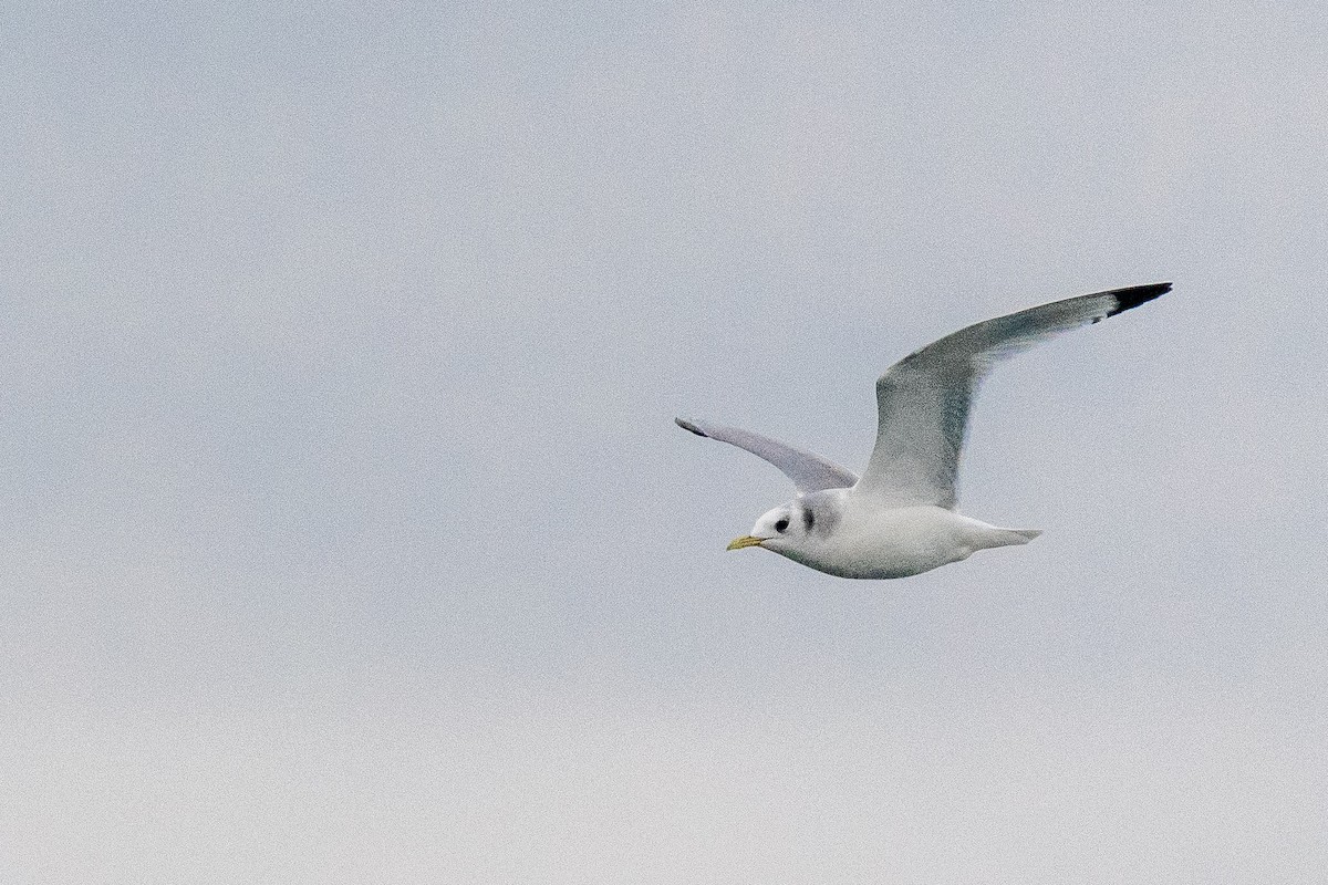 Black-legged Kittiwake - ML646820135