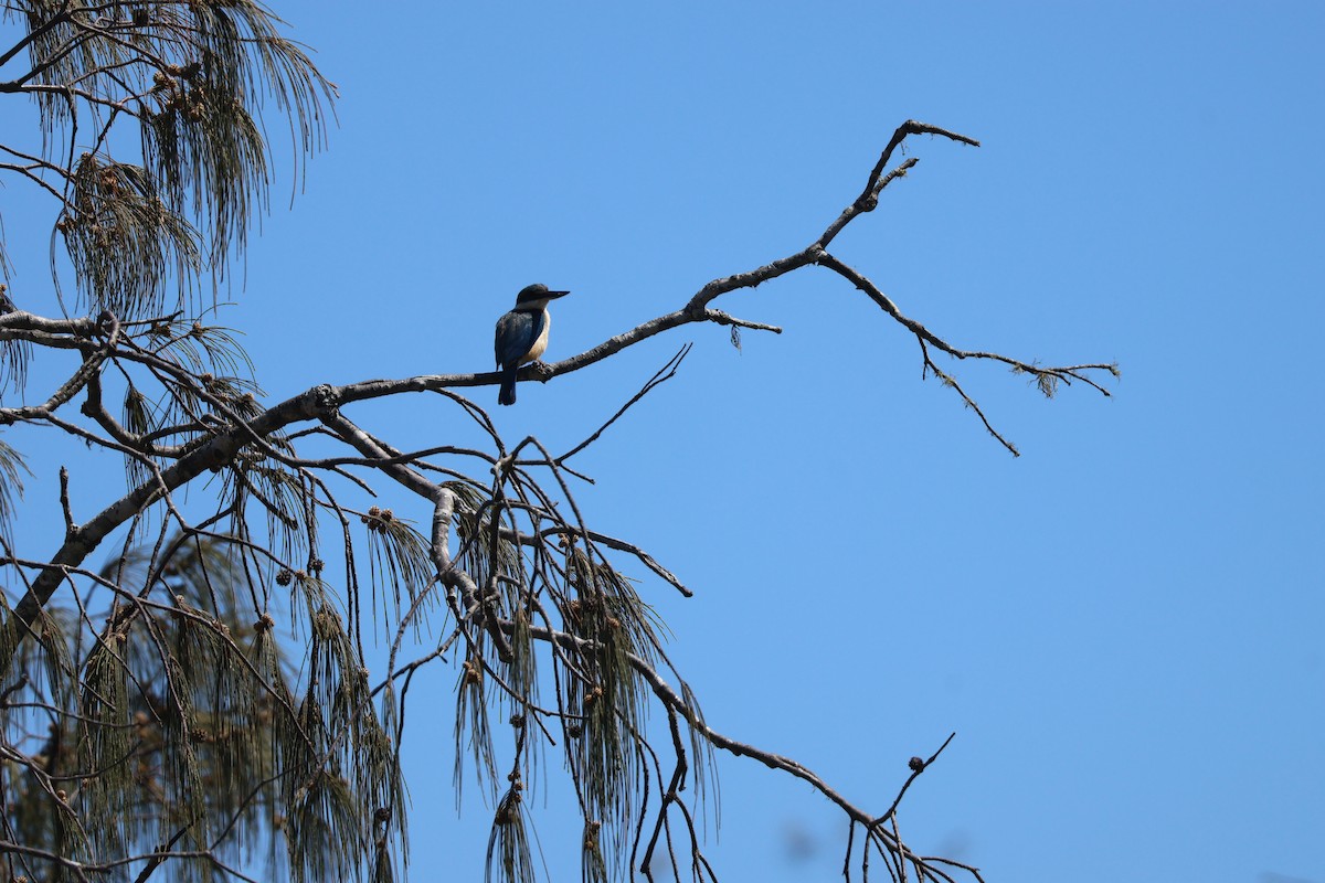 Sacred Kingfisher - ML646820136