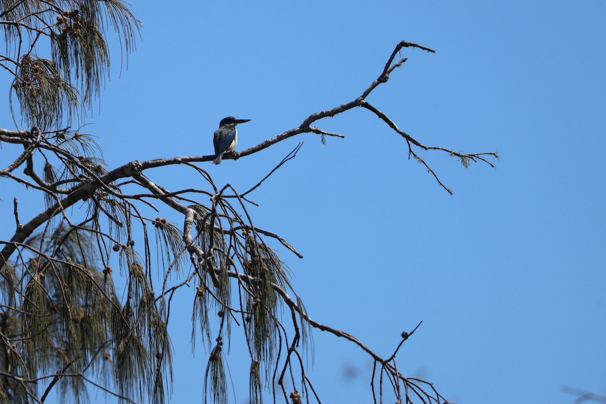 Sacred Kingfisher - ML646820137
