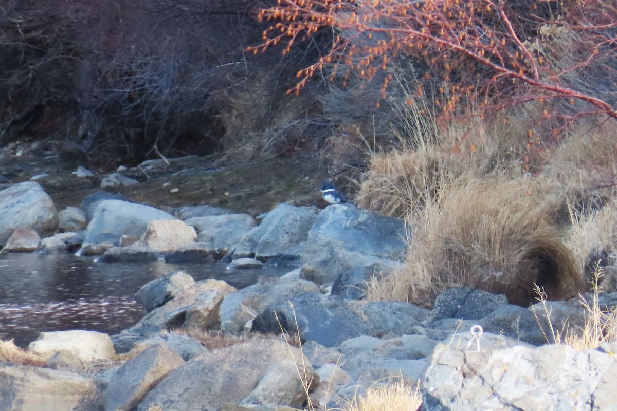 Belted Kingfisher - ML646820138