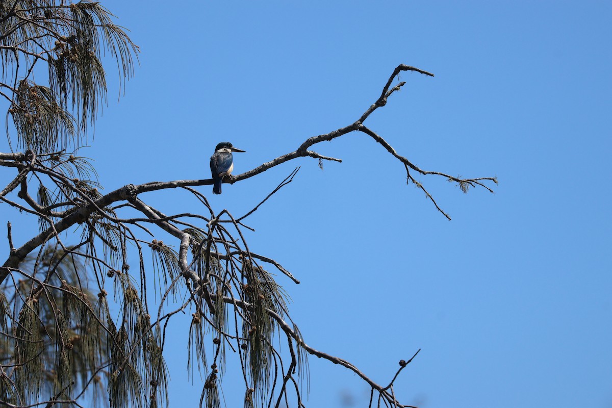 Sacred Kingfisher - ML646820139