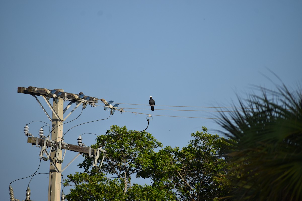 White-crowned Pigeon - ML646820140