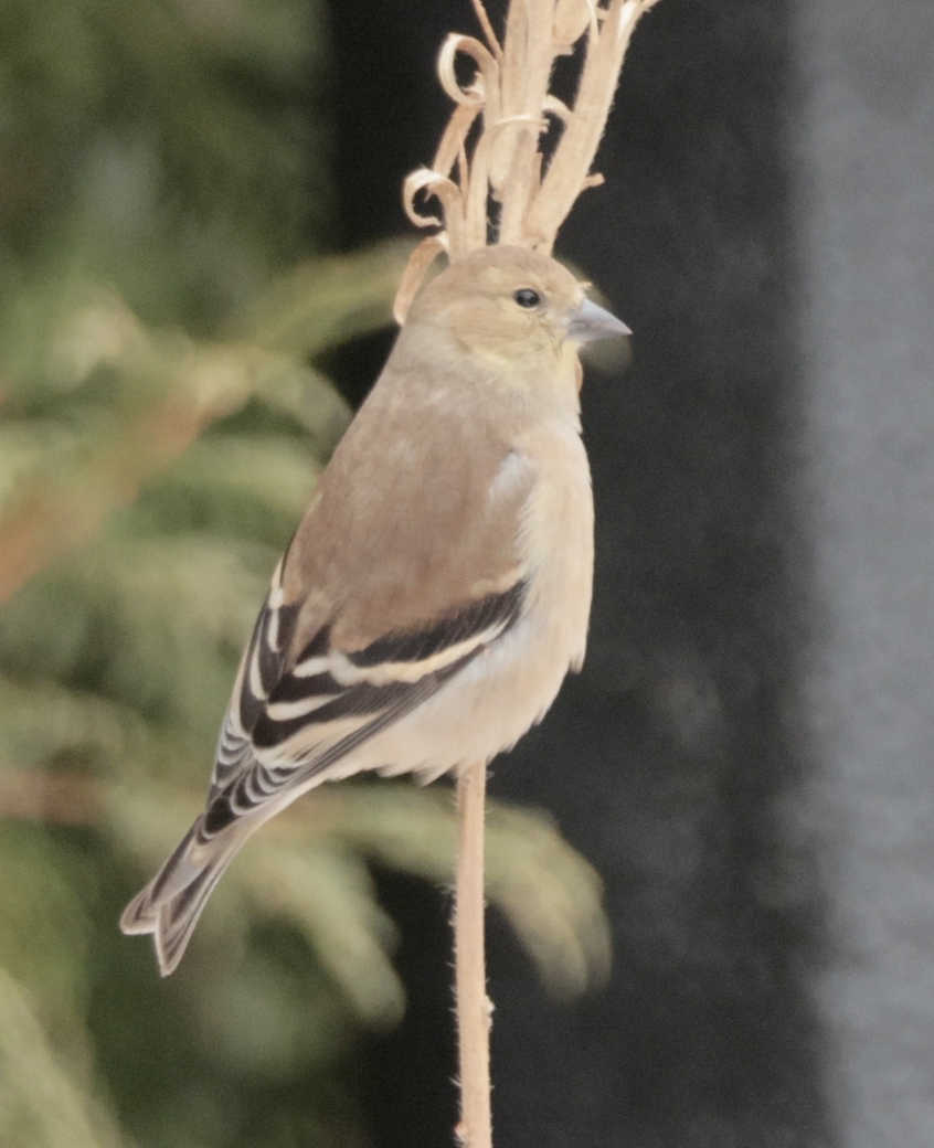 American Goldfinch - ML646820141
