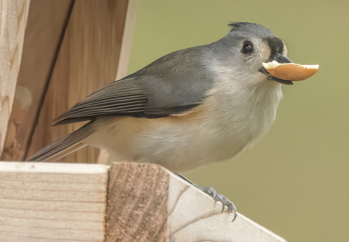 Tufted Titmouse - ML646820142