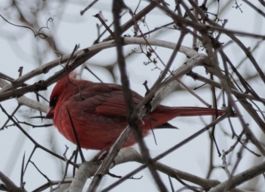 Northern Cardinal - ML646820143