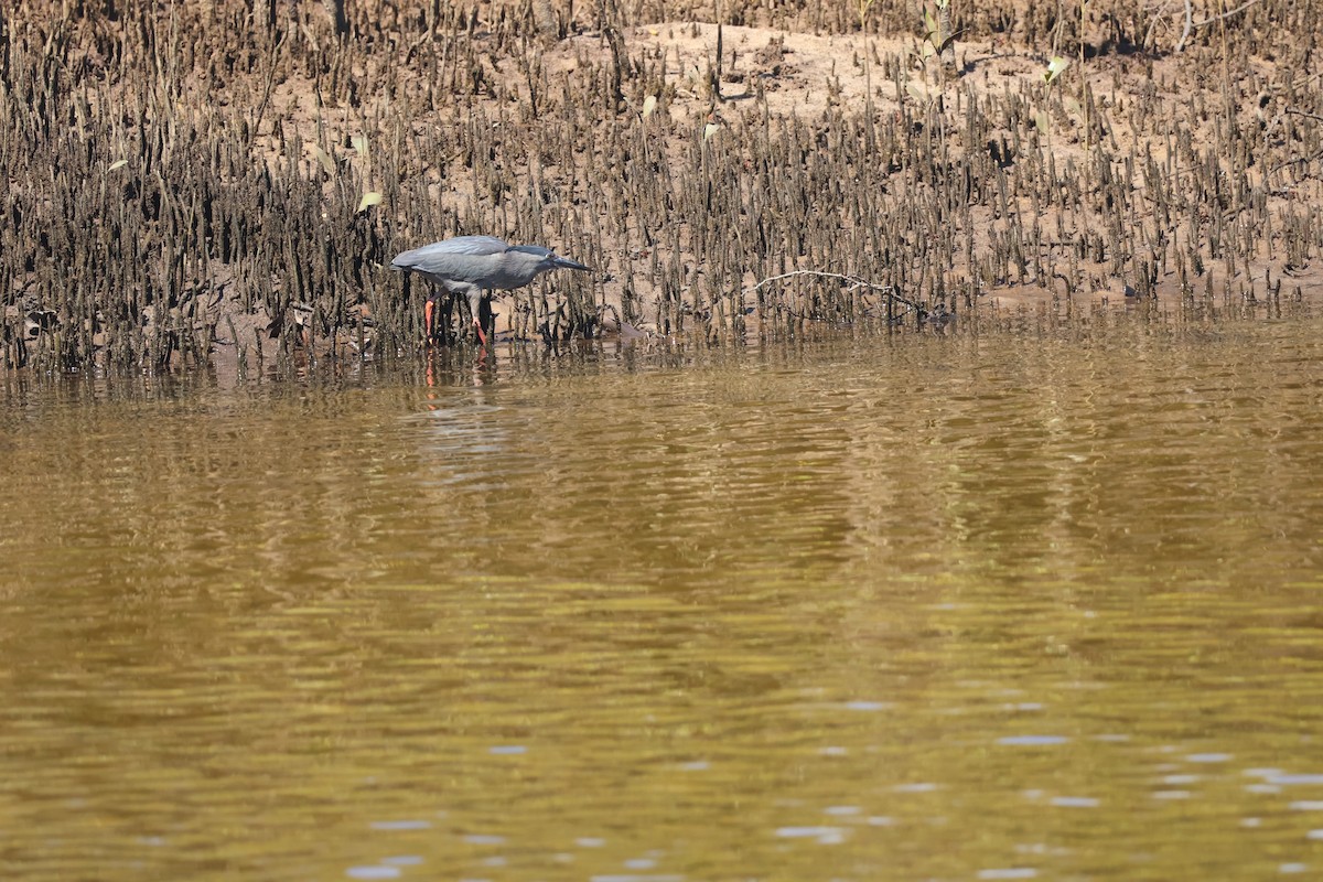 Little Heron - ML646820144