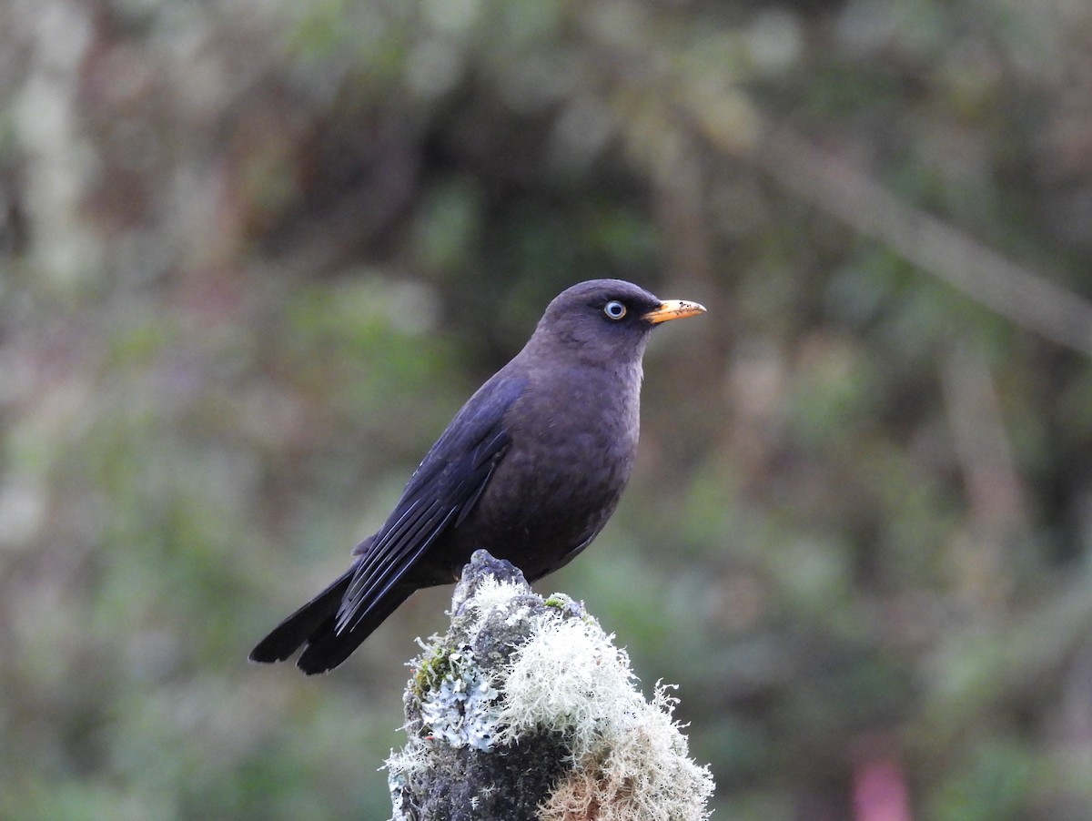 Sooty Thrush - ML646820146