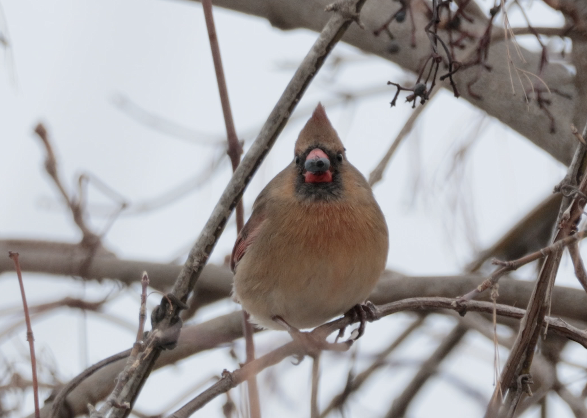 Northern Cardinal - ML646820147