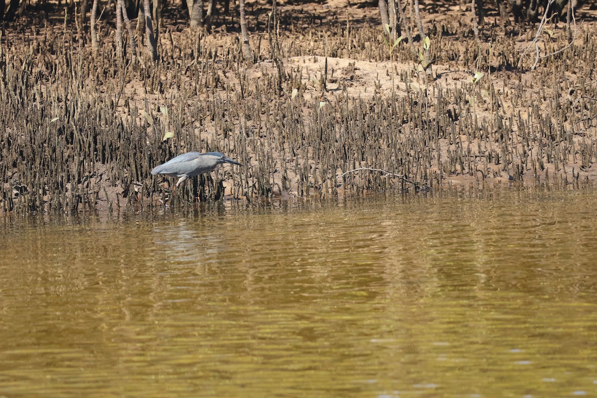 Little Heron - ML646820148