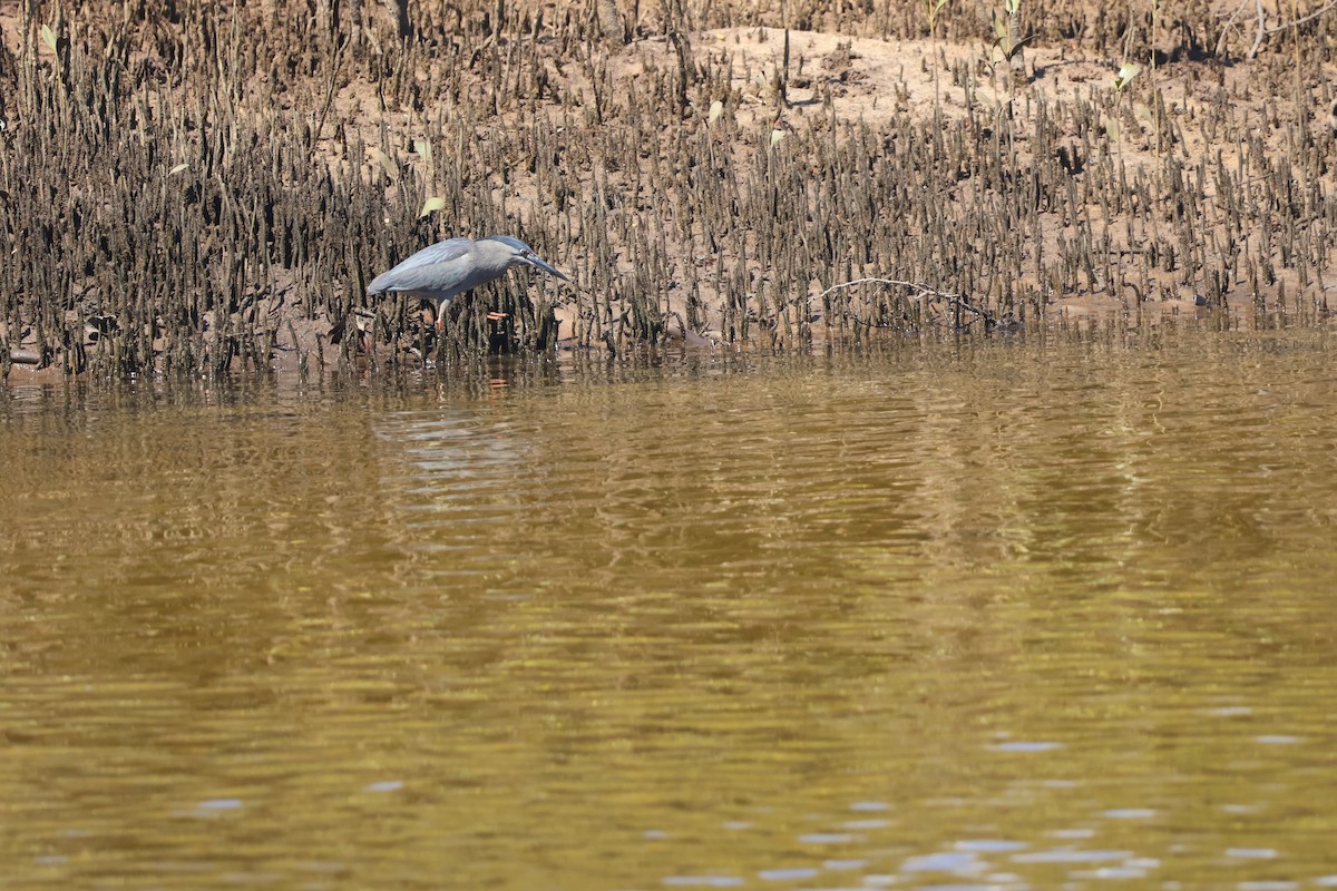 Little Heron - ML646820149
