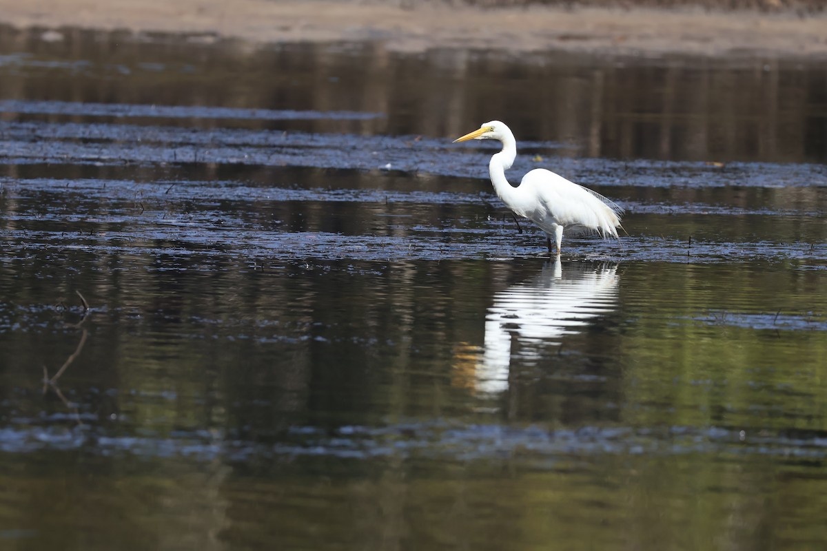 Great Egret - ML646820150
