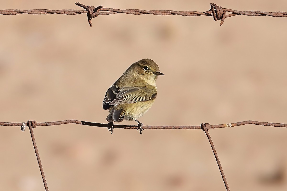 Common Chiffchaff - ML646820151