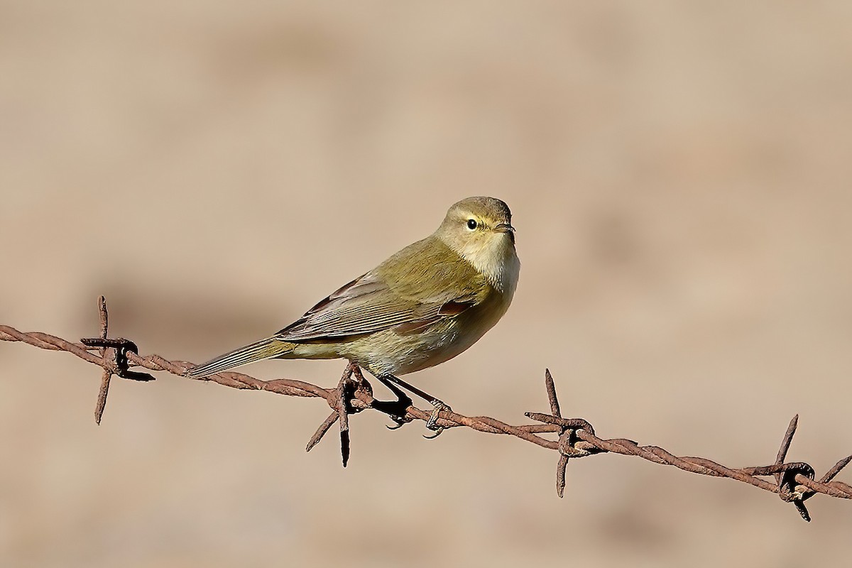 Common Chiffchaff - ML646820152