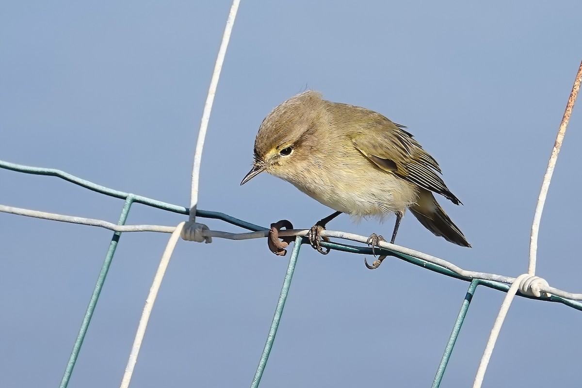 Common Chiffchaff - ML646820153
