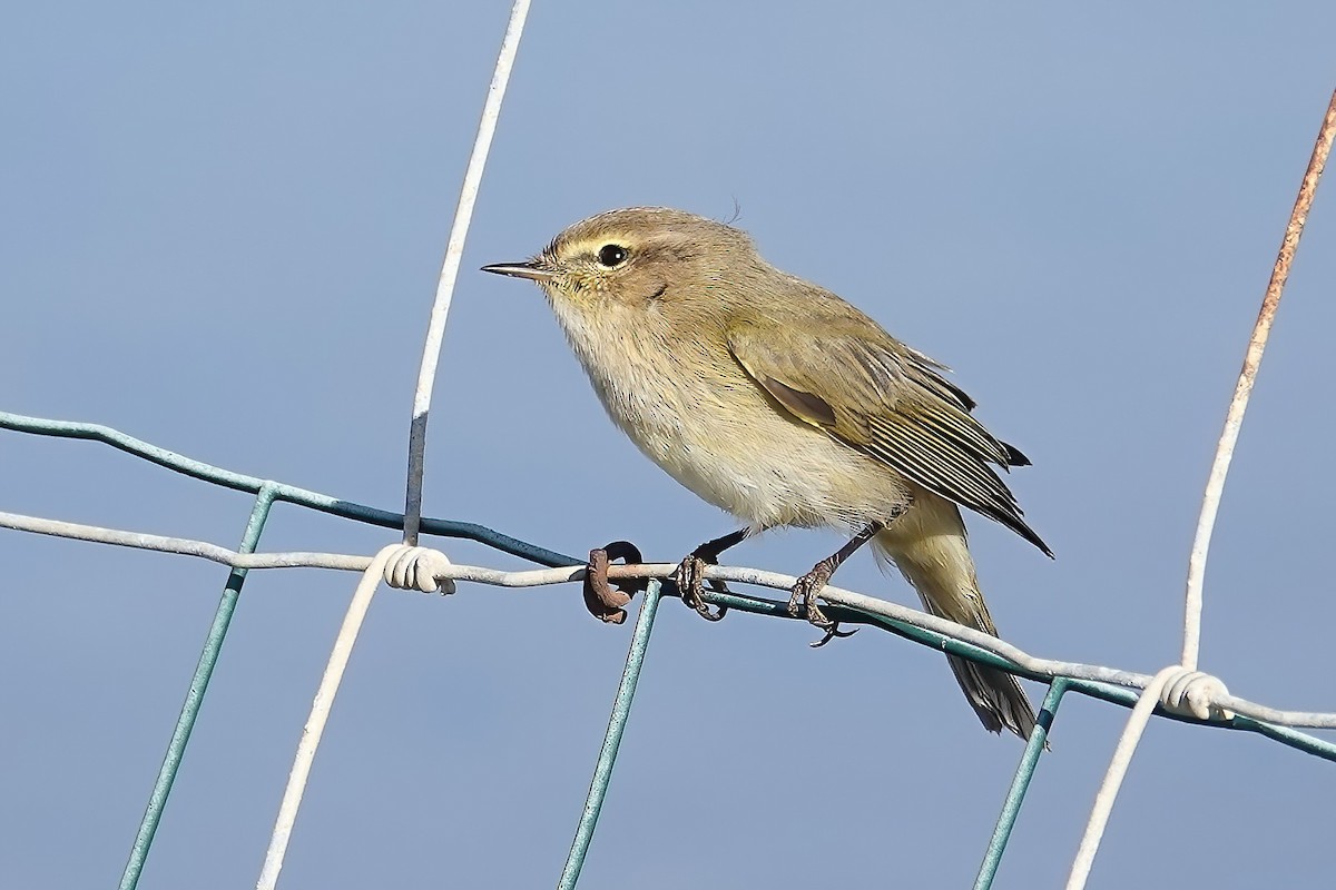 Common Chiffchaff - ML646820154