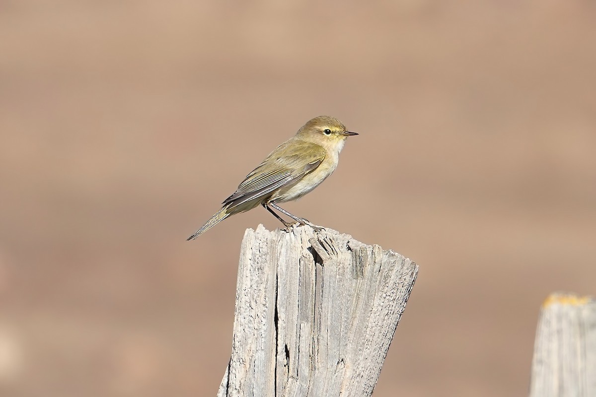 Common Chiffchaff - ML646820155