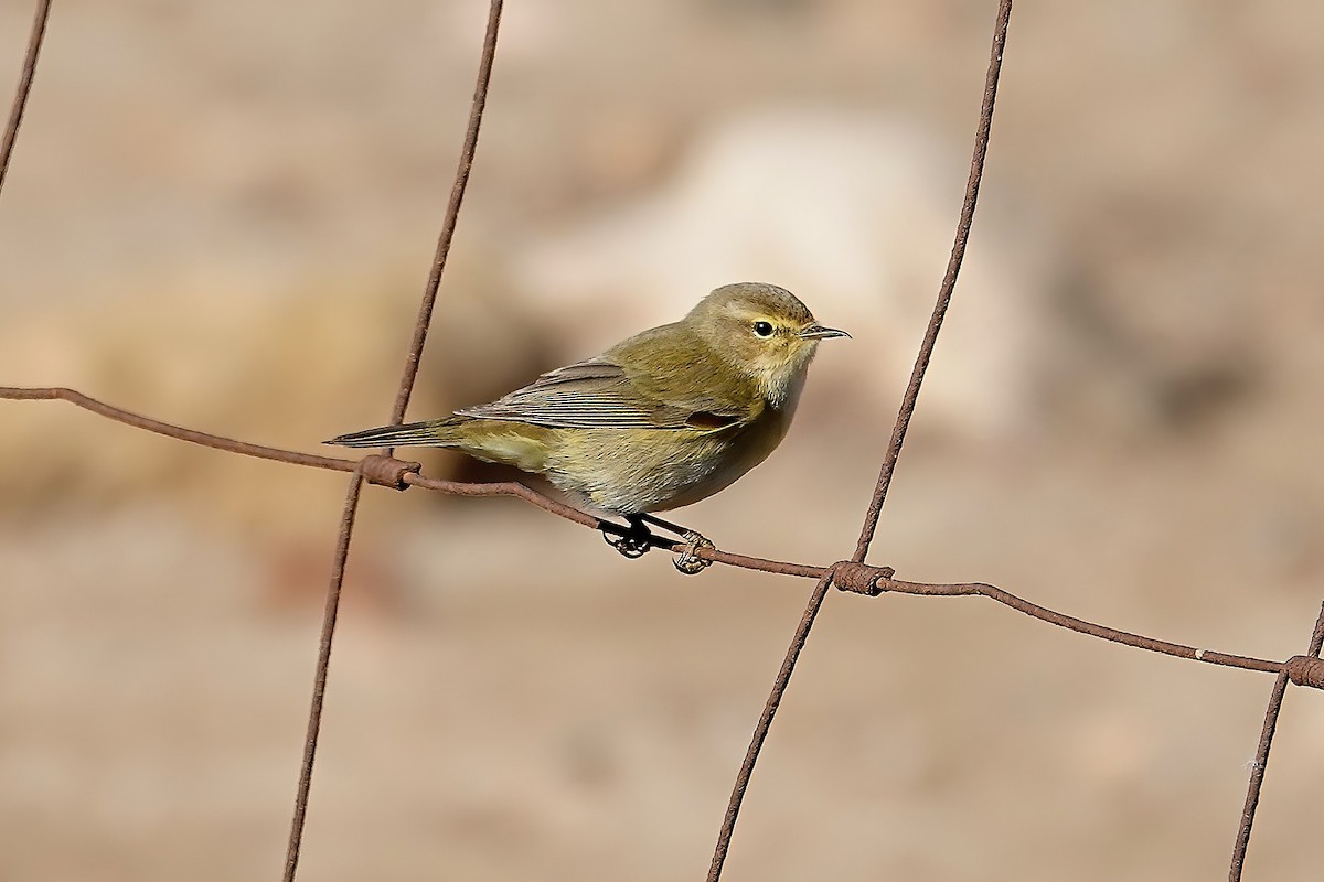 Common Chiffchaff - ML646820156