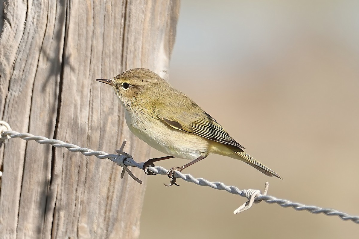 Common Chiffchaff - ML646820157