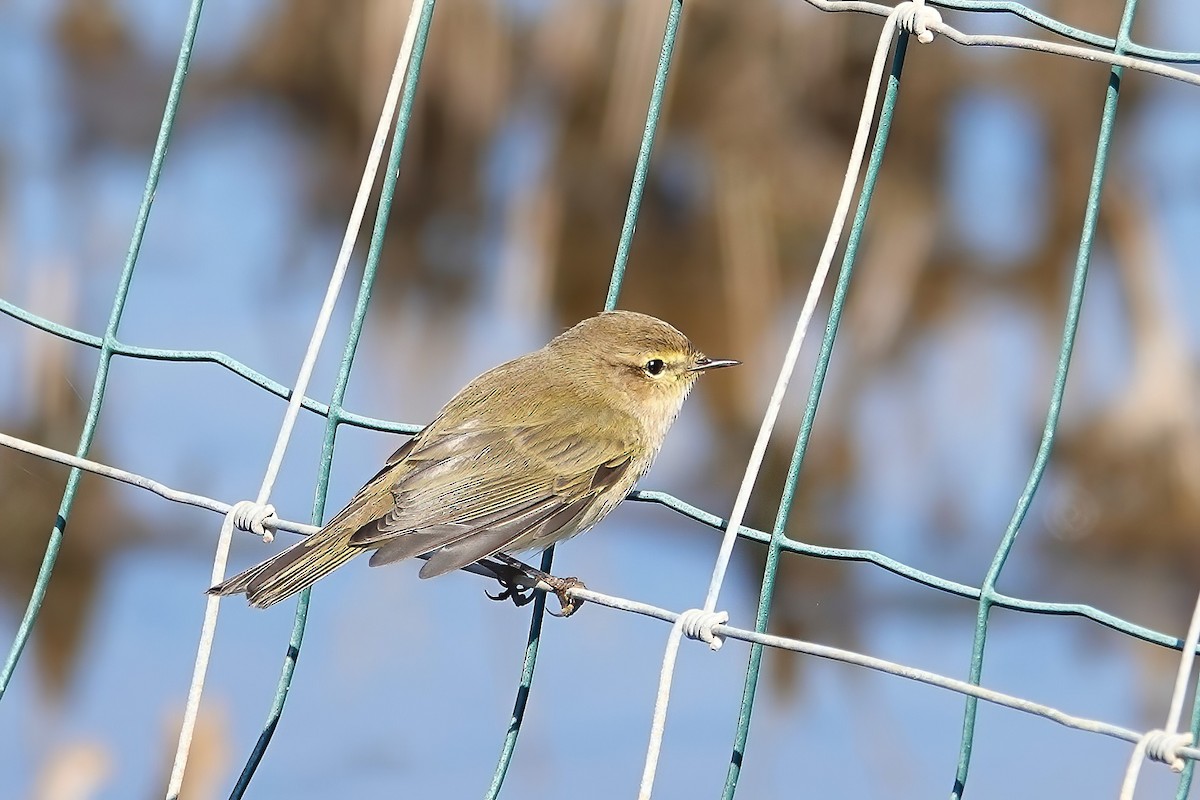 Common Chiffchaff - ML646820158