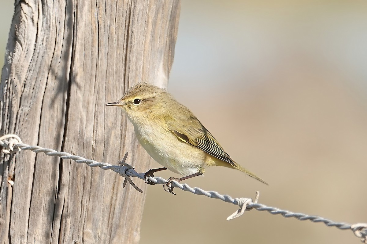 Common Chiffchaff - ML646820159