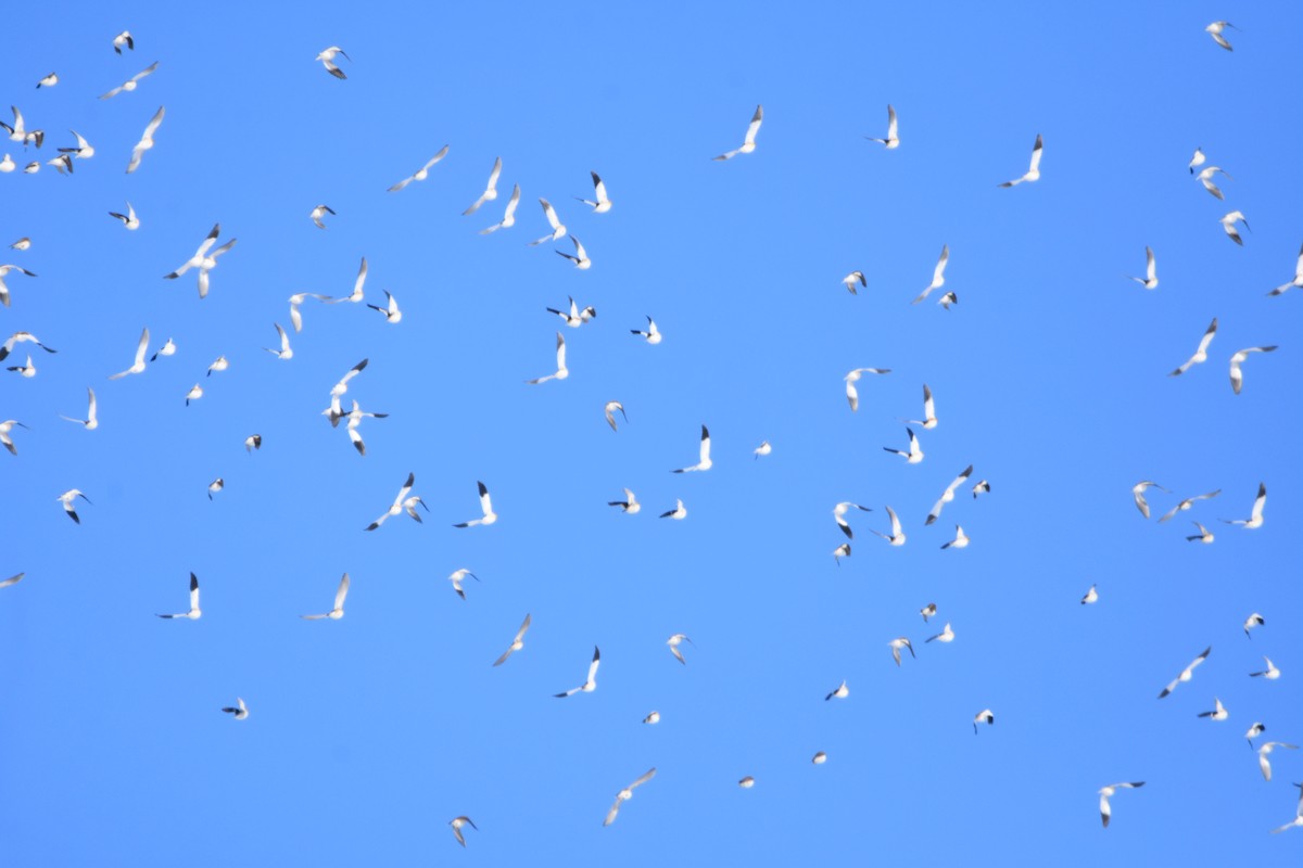 Plectrophane des neiges - ML646820160