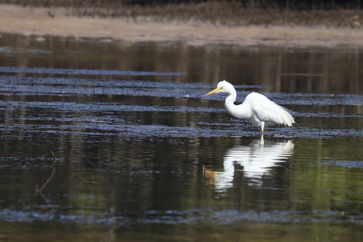 Great Egret - ML646820161