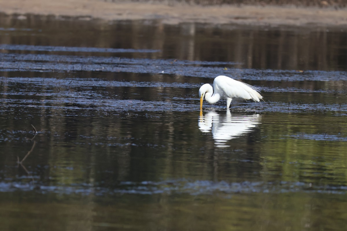 Great Egret - ML646820163