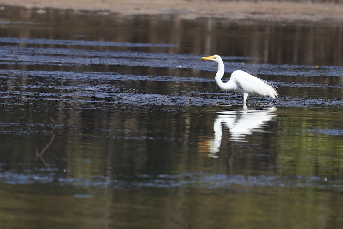 Great Egret - ML646820165