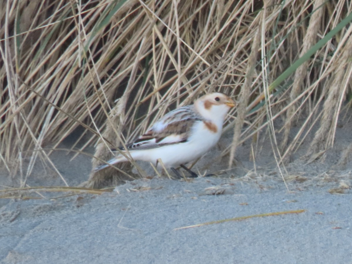 Snow Bunting - ML646820166