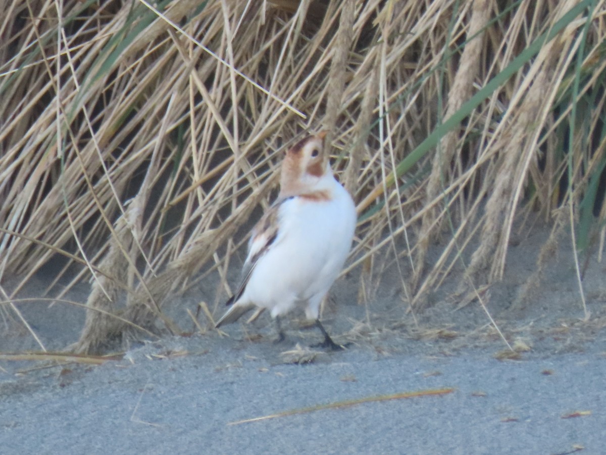 Snow Bunting - ML646820167