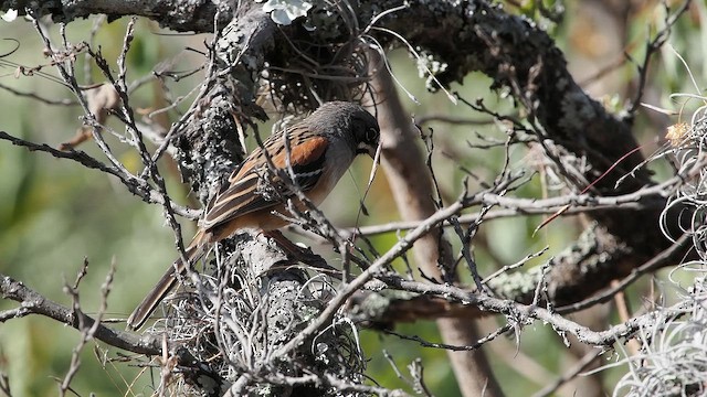 Bridled Sparrow - ML646820168