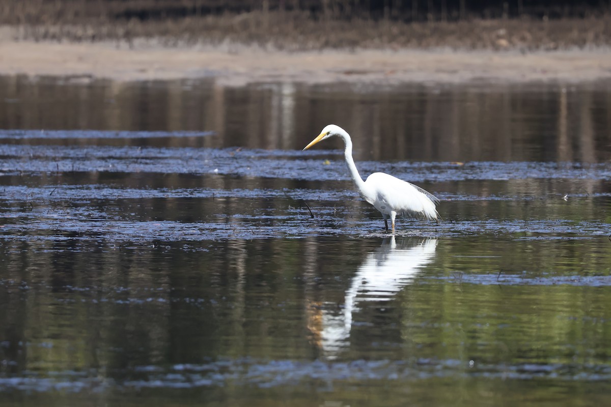 Great Egret - ML646820169
