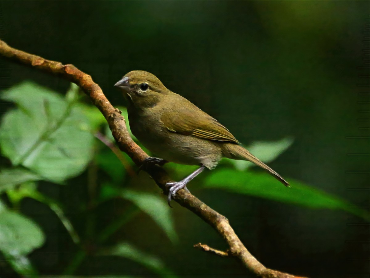 Yellow-faced Grassquit - ML646820170