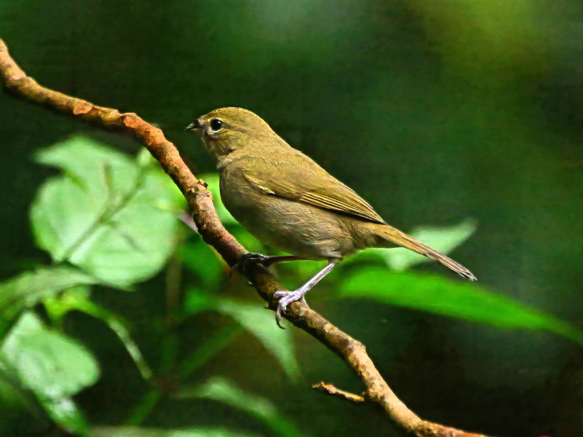 Yellow-faced Grassquit - ML646820171