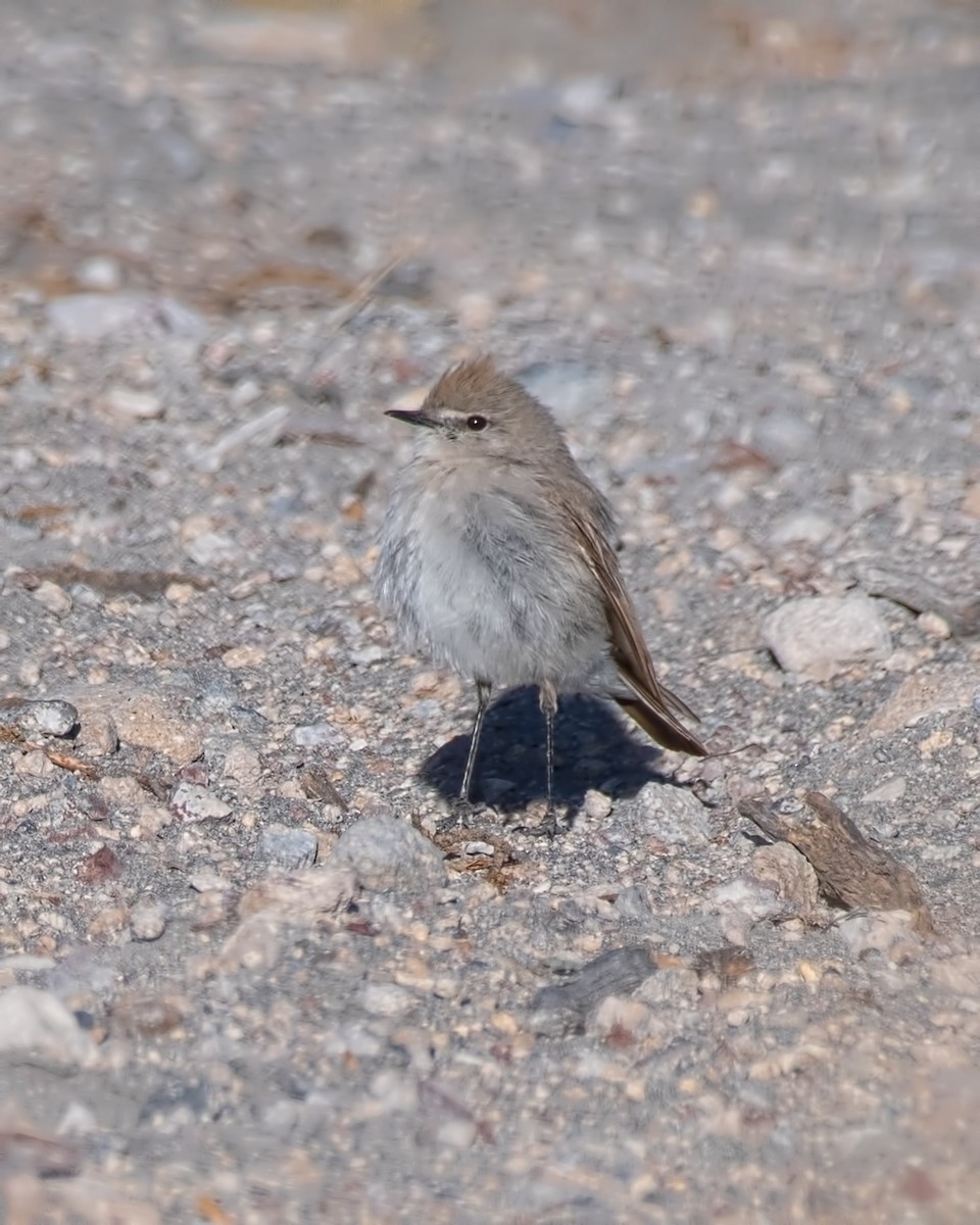 Puna Ground-Tyrant - ML646820174