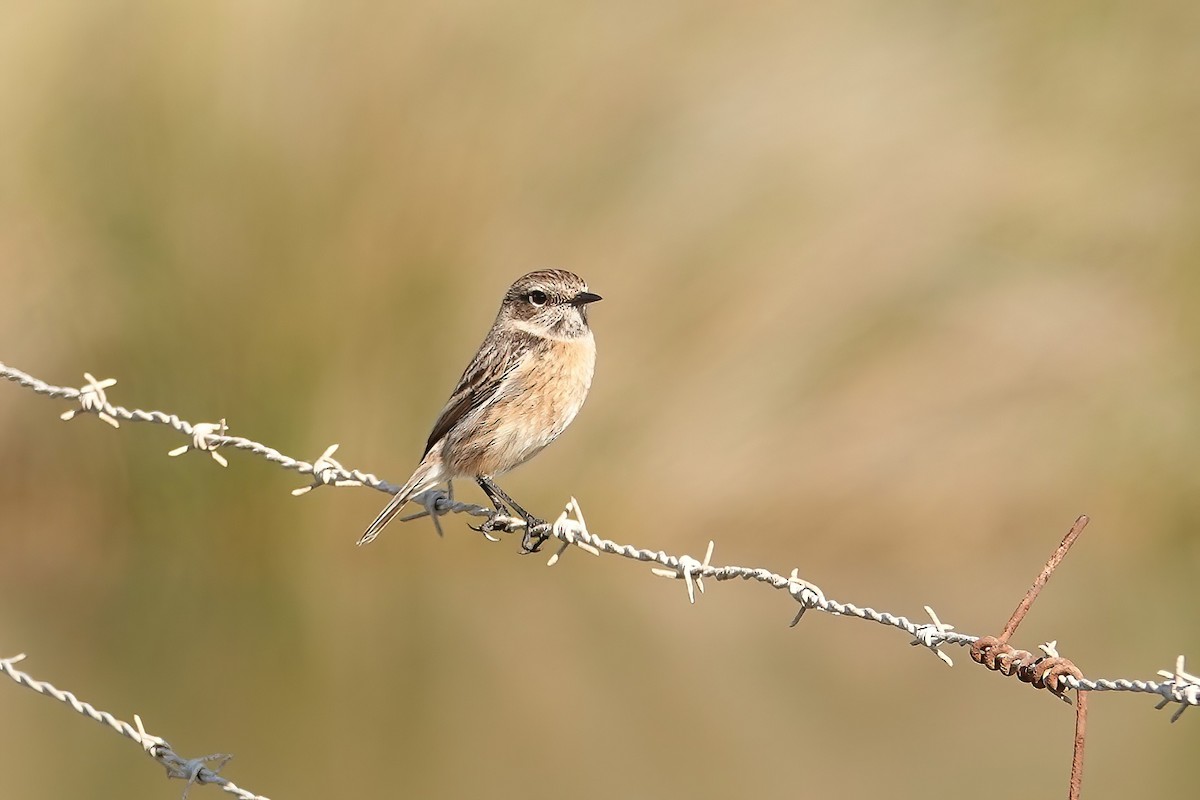 European Stonechat - ML646820175
