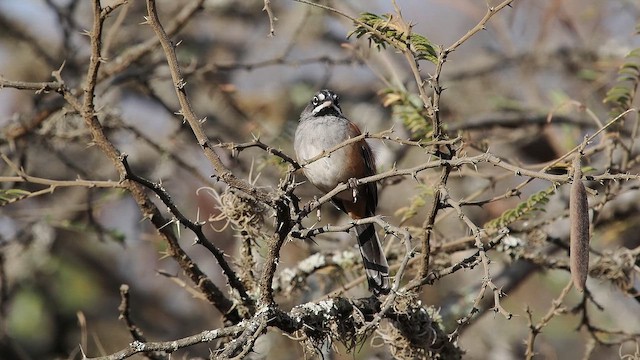 Bridled Sparrow - ML646820176