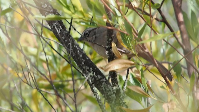 Oaxaca Sparrow - ML646820177