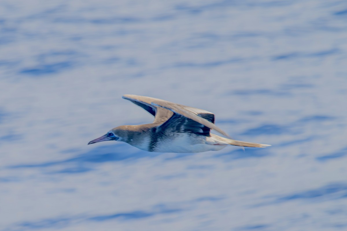 terej červenonohý - ML646820178