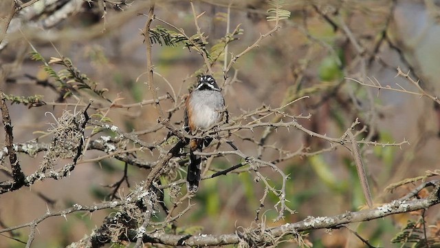 Bridled Sparrow - ML646820179