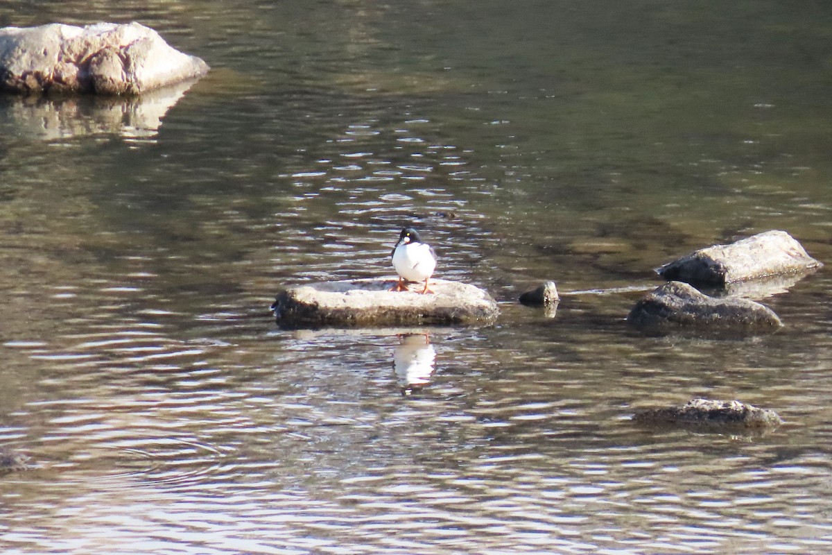 Common Goldeneye - ML646820180