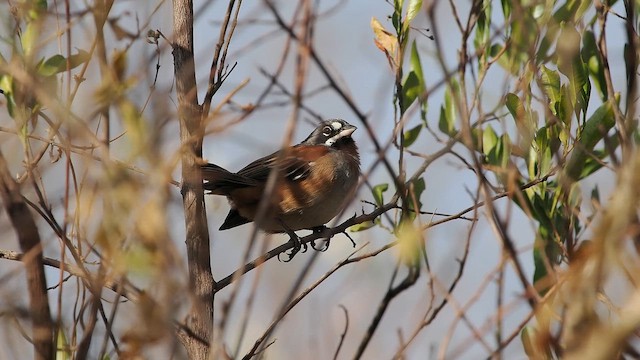 Bridled Sparrow - ML646820181