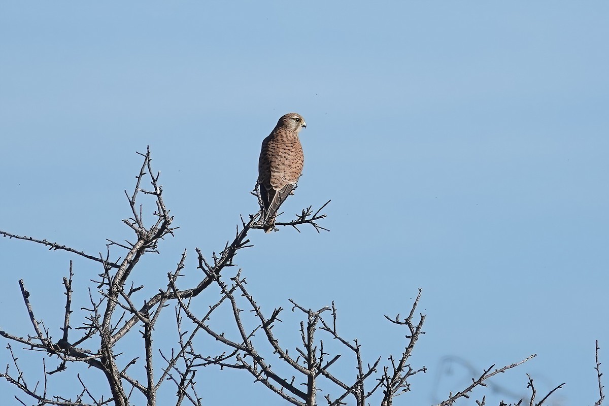 Пустельга - ML646820182