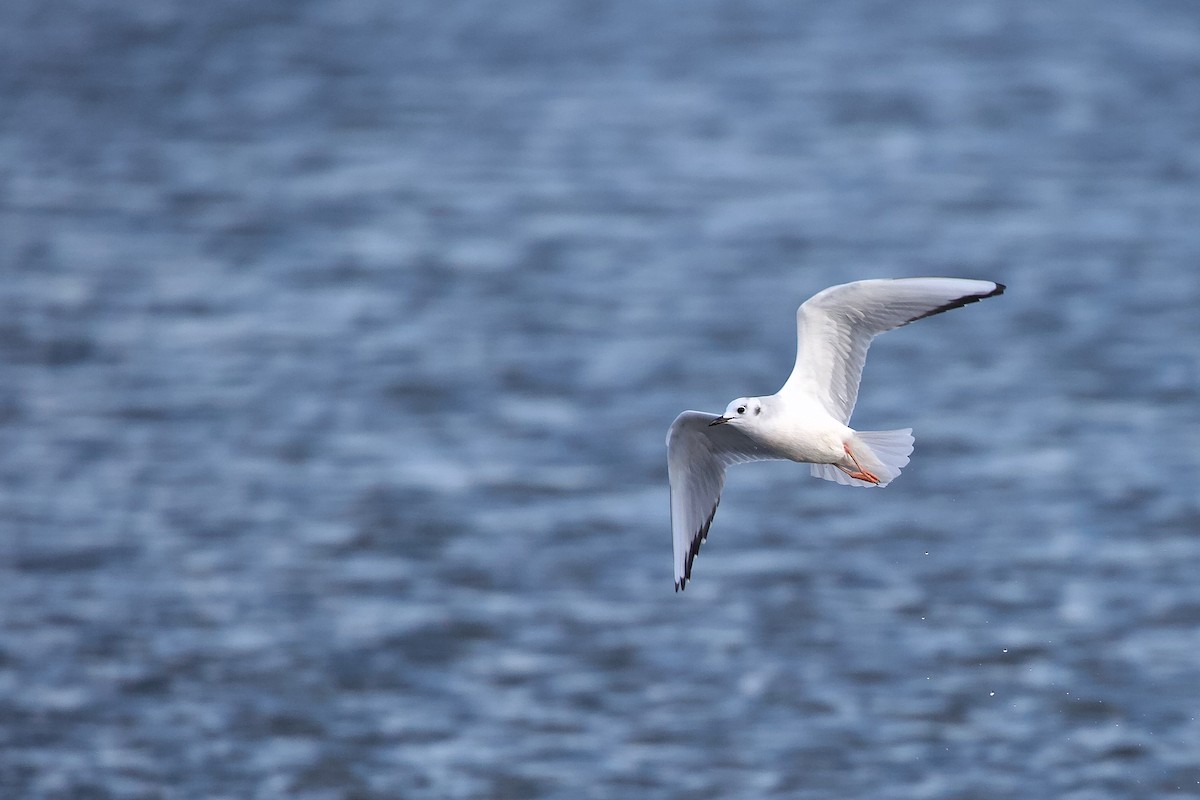 Bonaparte's Gull - ML646820183